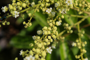 longan plant in bloom