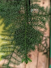 christmas tree branches