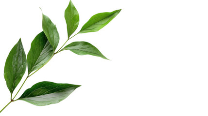 Naklejka premium Vibrant Peony Leaves Isolated on White Background for Stylish Floral Arrangements and Decor