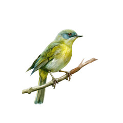 Fototapeta premium Bird Clipart Vector Illustration - Vibrant and Detailed Design