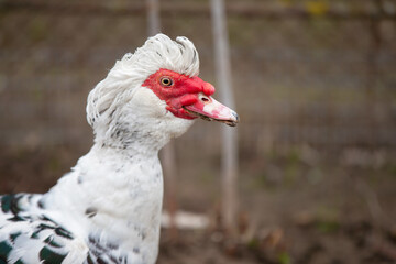 Birds on the farm. Close-up of a speckled muscovy duck.