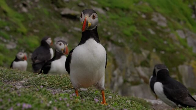A curious puffing walking up towards the camera and taking a closer look, on Skellig Michael in Ireland.