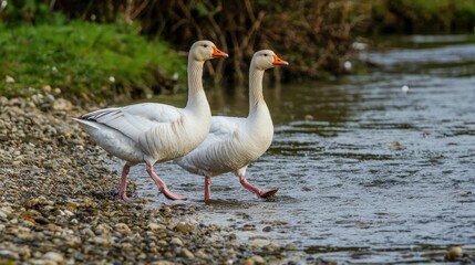A pair of geese walking together along the shore of a river."