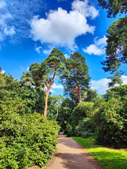 Fototapeta premium Paved footpath through lush greenery park with pine trees. Green public park landscape