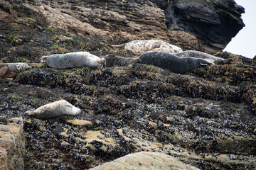 An Atlantic Grey Seal colony lounging on the rocks of  Seal Island, off the Cornish coast near St Ives © Septemberlegs