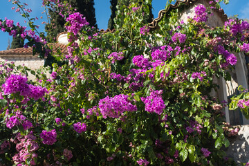 Obraz premium Vibrant Purple Bougainvillea Blossoms Against a Clear Blue Sky, showcasing the beauty of nature. For nature lovers, travel websites, or plant background. High quality photography