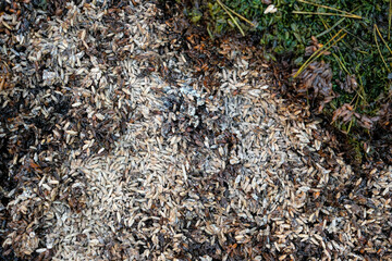 Spoiled grain. Grain in poor condition. Grain with mold.