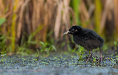 Water Rail - Rallus aquaticus - one week old chick feeding at a wetland