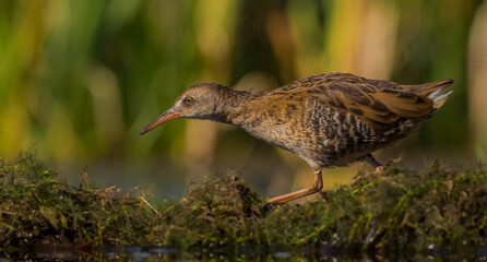 Water Rail - juvenile bird at a wetland