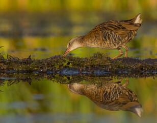 Water Rail - juvenile bird at a wetland