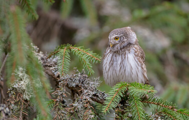 Eurasian Pigmy Owl in a fir grove in spring 