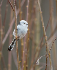 Long-tailed Tit in the forest on early spring