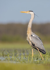 The grey heron - in spring at a wetland