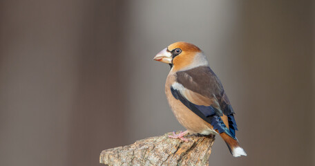 The hawfinch - male in autumn at a wet forest