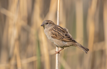 House sparrow - female bird in spring