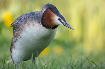 Great Crested Grebe in spring