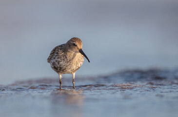 Dunlin - at a seashore on the autumn migration way