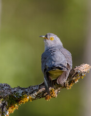 Common cuckoo - in spring at a wet forest