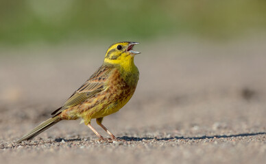 Yellowhammer  - male in summer