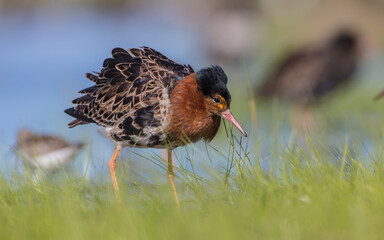Ruff - male bird at a wetland on the mating season in spring