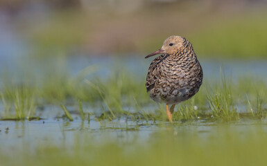 Ruff - male bird at a wetland on the mating season in spring