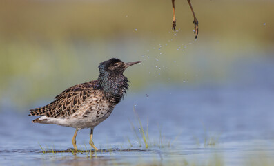 Ruff - male bird at a wetland on the mating season in spring