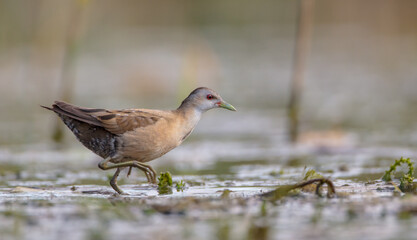 Little Crake - female feeding at a wetland 