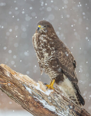 Common Buzzard in winter at a wet forest