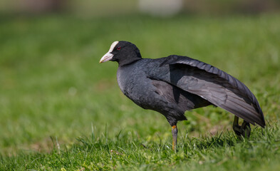 Eurasian coot - adult bird in spring