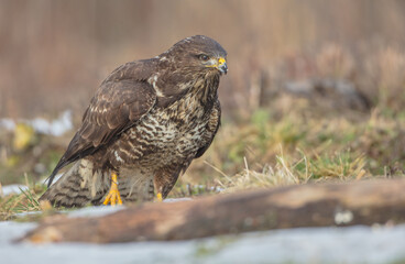 Common Buzzard in winter at a wet forest