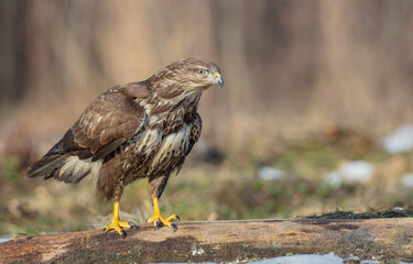 Common Buzzard in winter at a wet forest