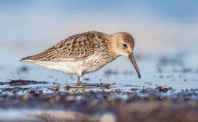 Dunlin - at a seashore on the autumn migration way