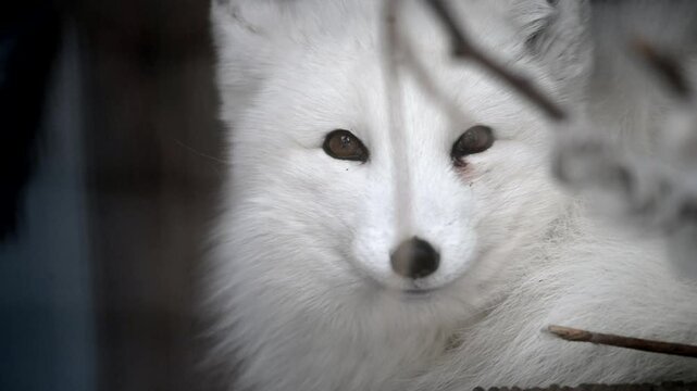 White arctic fox spotted in snow at a national park reserve, showcasing its beauty in a winter wonderland