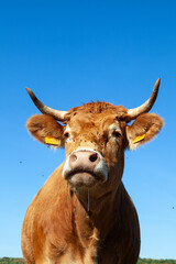 Limousin beef cow low angle headshot after drinking water against blue sky