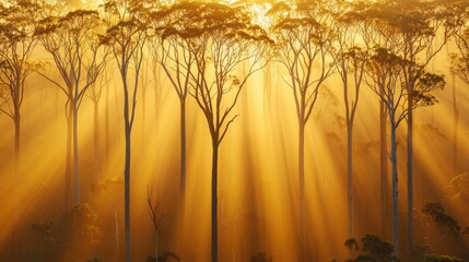 Fototapeta premium Golden Sunrise Rays Illuminating Misty Forest Trees