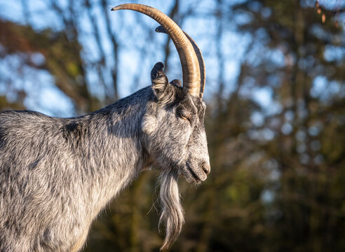 Close-up of a mature male goat in natural sunlight