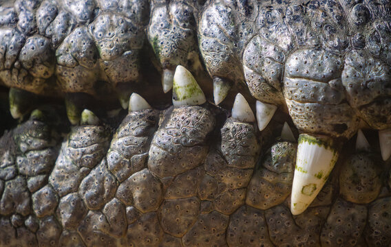 Close-up view of Nile crocodile jaw and sharp teeth