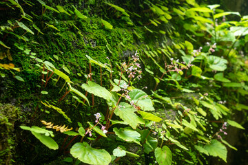 green leaves background