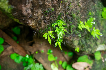 green moss on the tree
