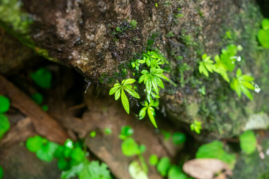 green moss on the tree - Powered by Adobe
