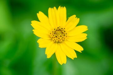 Obraz premium yellow flower close up