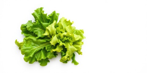 Obraz premium Fresh green lettuce leaf isolated on a white background, diet, crunchy