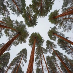 Tall pine trees in the winter.
