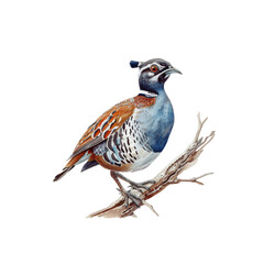 Bird Clipart Vector Illustration - Vibrant and Detailed Design