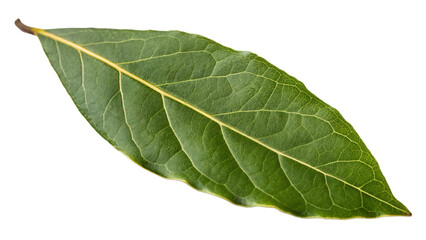 Obraz premium Single bay leaf isolated on white background