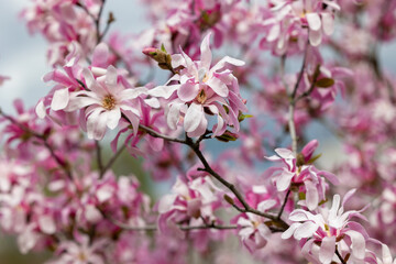 Flowers and buds on branch of magnolia tree