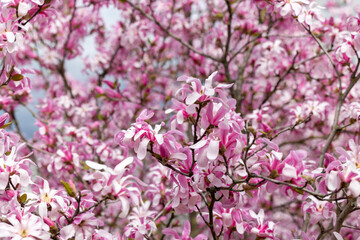 Branches of blooming magnolia with flowers