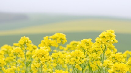 Obraz premium Yellow rapeseed flowers bloom in a rural agricultural field under an overcast sky during springtime.