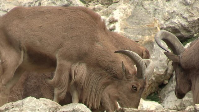 groupe de mouflons &agrave; manchettes sur des rochers