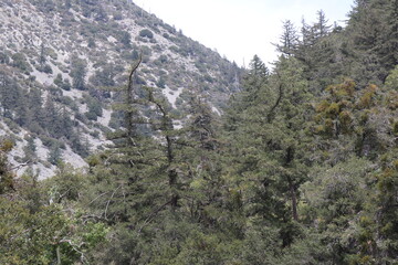 trees in the mountains